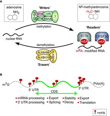 N6-methyladenosine (m6A) RNA modification as a metabolic switch between plant cell survival and death in leaf senescence